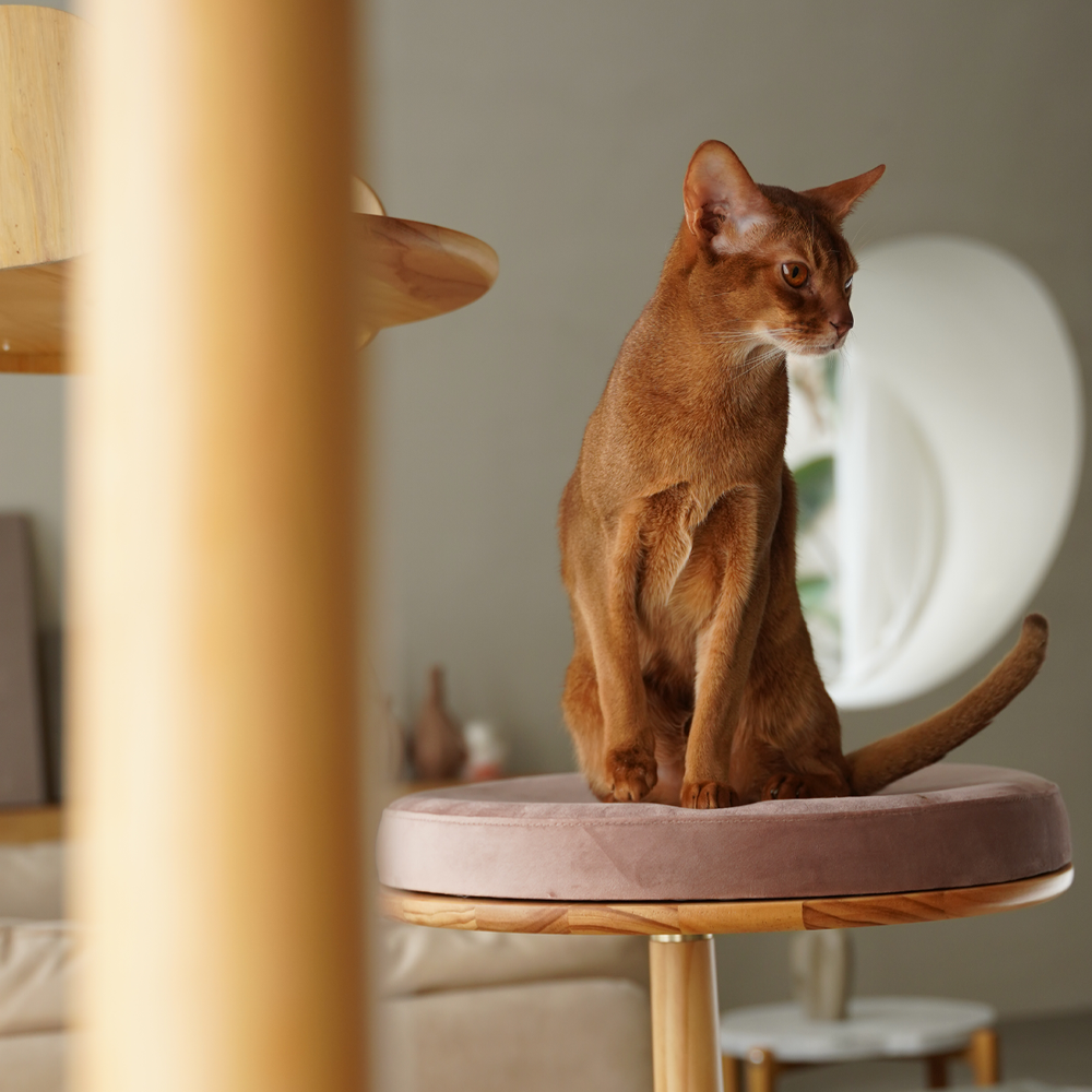 
                  
                    Luxury Wooden Cat Tree – Designer Cat Furniture with Memory Foam & Scratch Board Kamamuta
                  
                