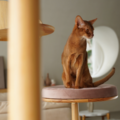Luxury Wooden Cat Tree – Designer Cat Furniture with Memory Foam & Scratch Board Kamamuta