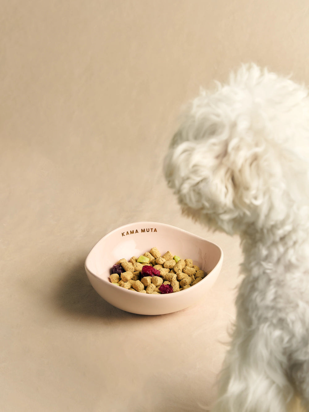 a-white-maltese-dog-looking-a-ulan-pink-mini-pod-bowl-with-full-of-food