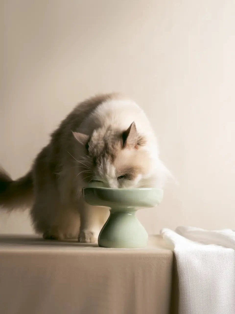ragdoll-cat-eating-food-from-kamamuta-mushroom-bowl-on-table