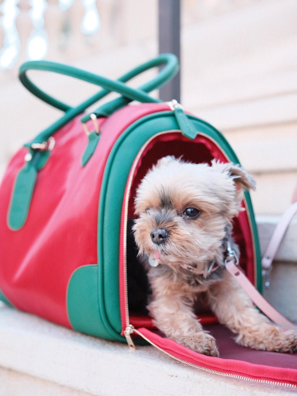 close-up-yorkshire-terrier-peeking-out-from-side-of-kamamuta-boston-pet-bag