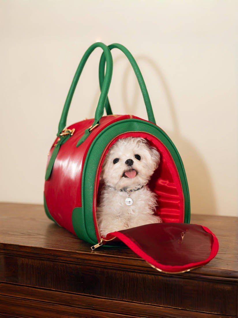 white-maltese-dog-lying-in-kamamuta-red-boston-pet-bag-head-up-tongue-out-on-brown-cabinet