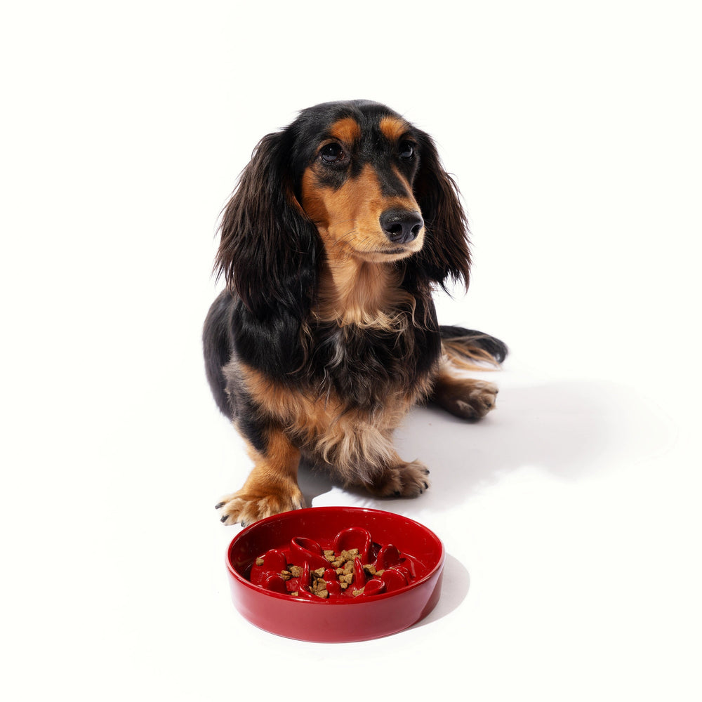 
                  
                    Pet Slow Feeder Bowl KamaMuta
                  
                
