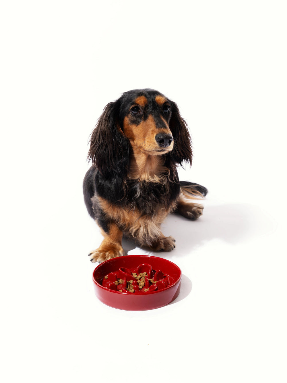 dachshund-sitting-beside-red-kamamuta-bone-slow-feeder-bowl