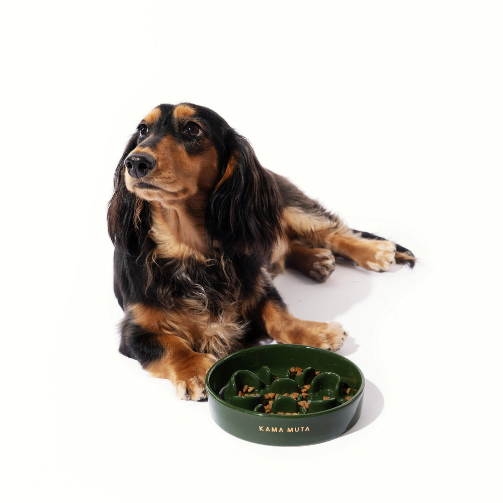 Pet Slow Feeder Bowl KamaMuta