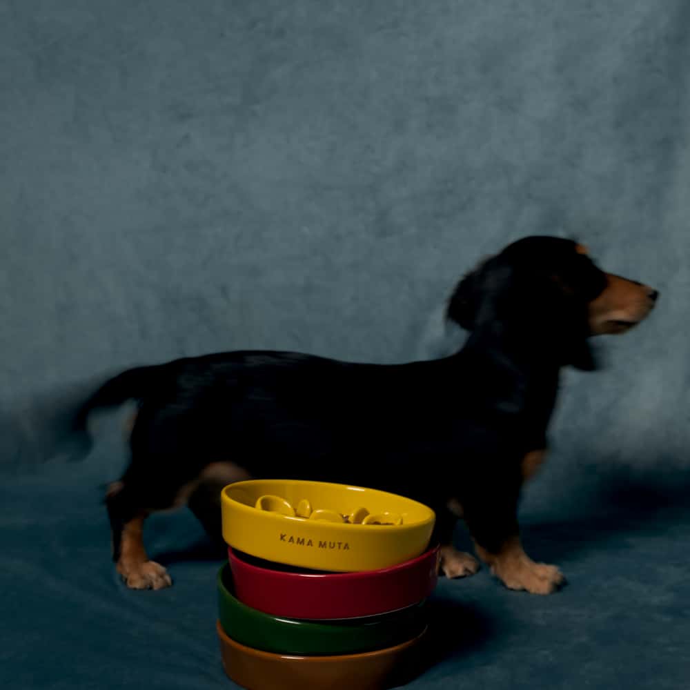 
                  
                    Pet Slow Feeder Dog Bowl- Bone Kamamuta
                  
                