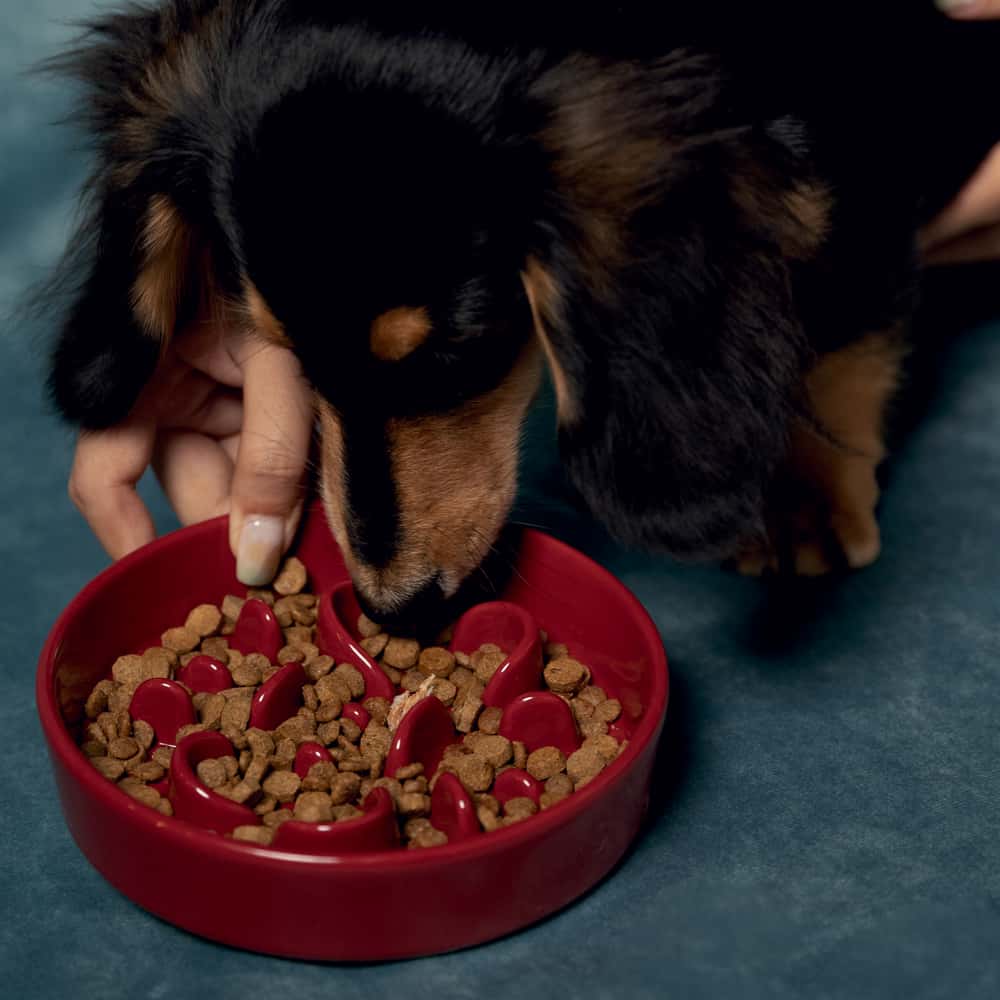 Pet Slow Feeder Dog Bowl- Bone Kamamuta