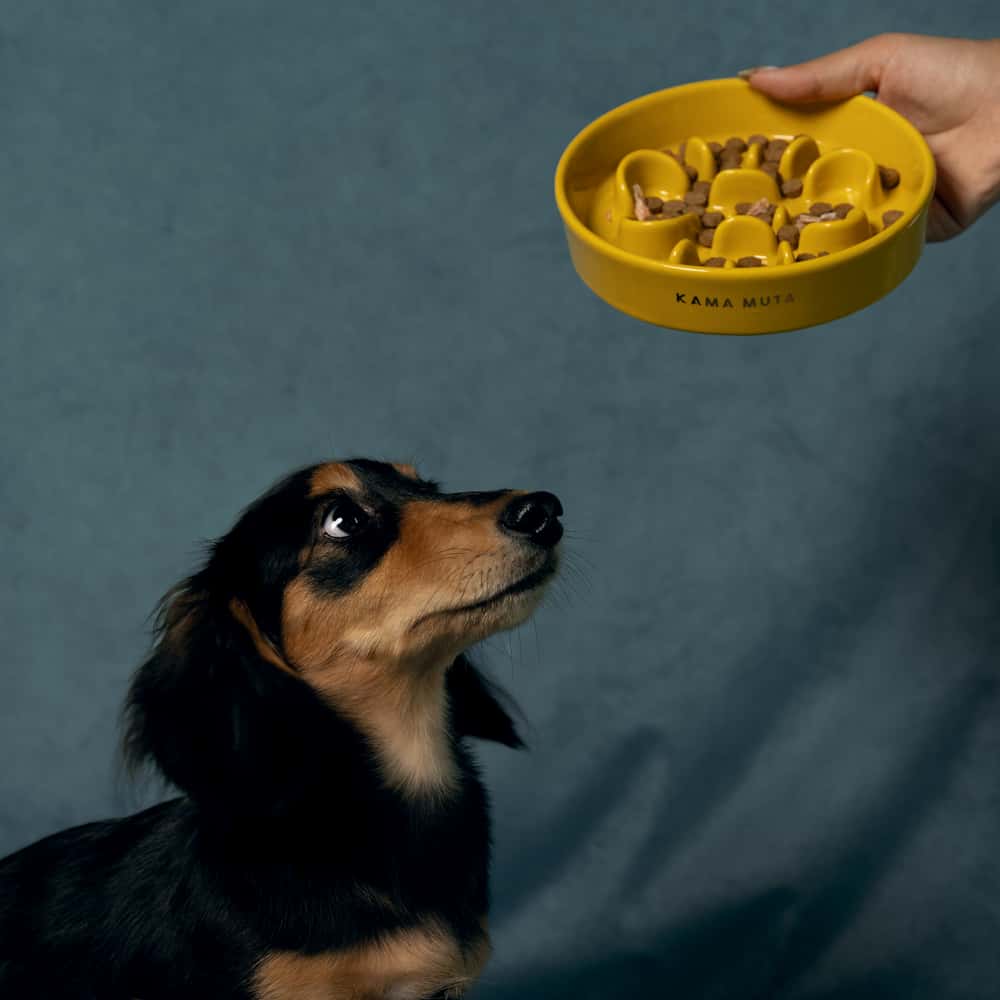 
                  
                    Pet Slow Feeder Dog Bowl- Bone Kamamuta
                  
                