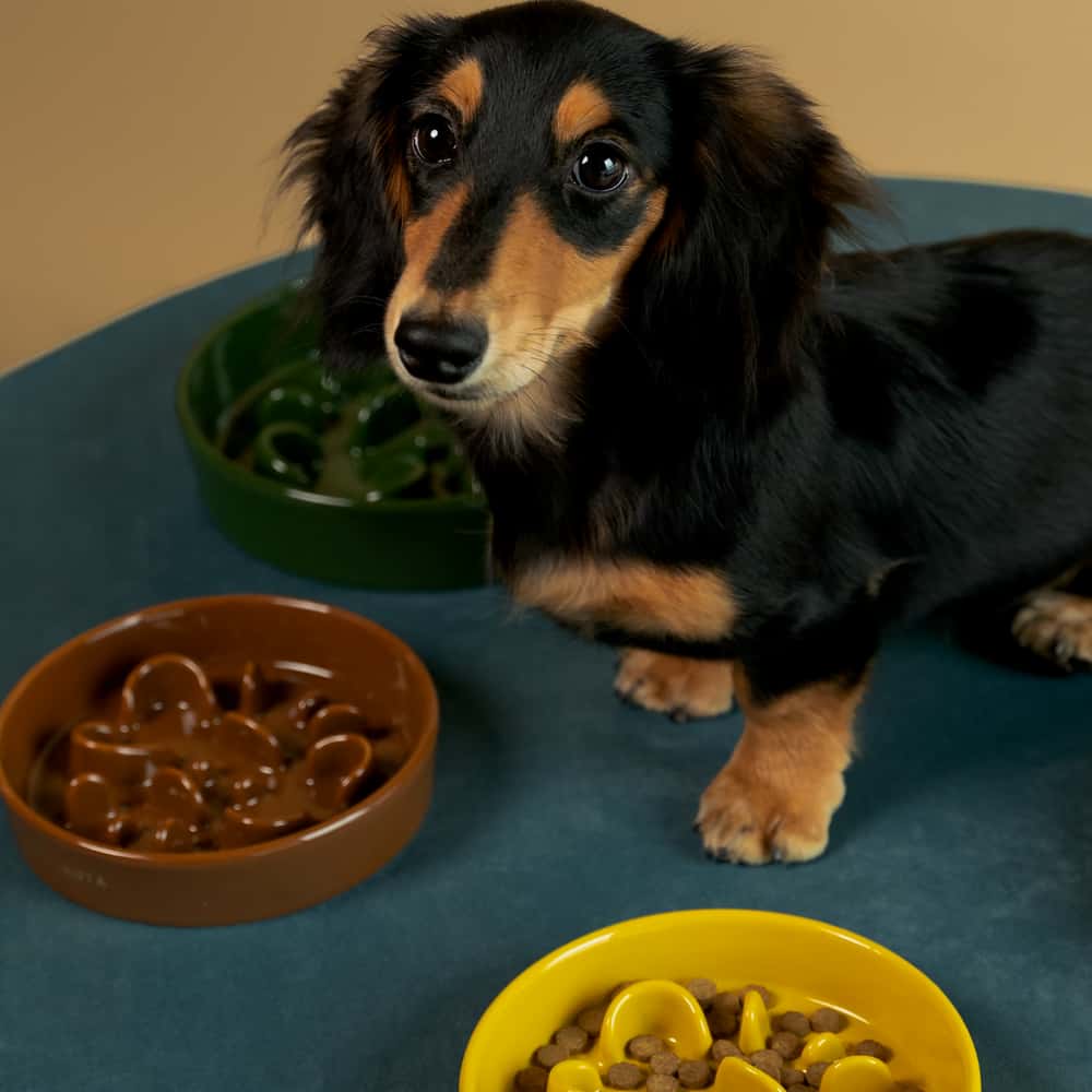 
                  
                    Pet Slow Feeder Dog Bowl- Bone Kamamuta
                  
                