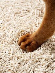 close-up-of-abyssinian-cat-paw-stepping-on-kamamuta-tofu-cat-litter
